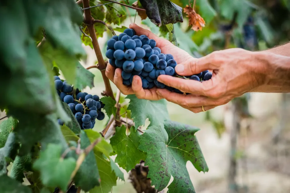 Grappe de raisin