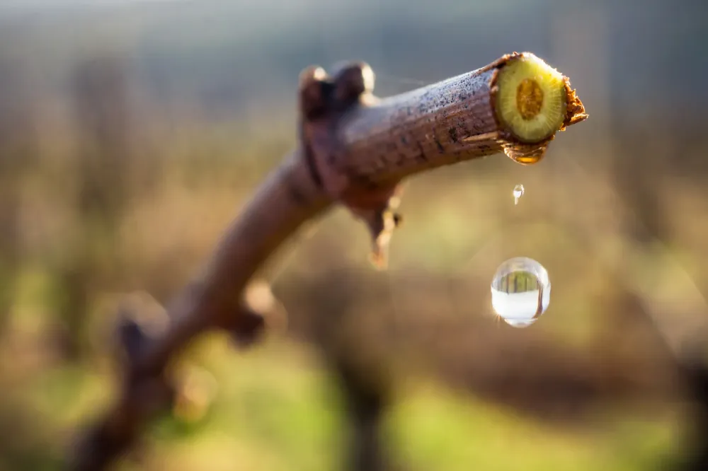 Sève de vigne