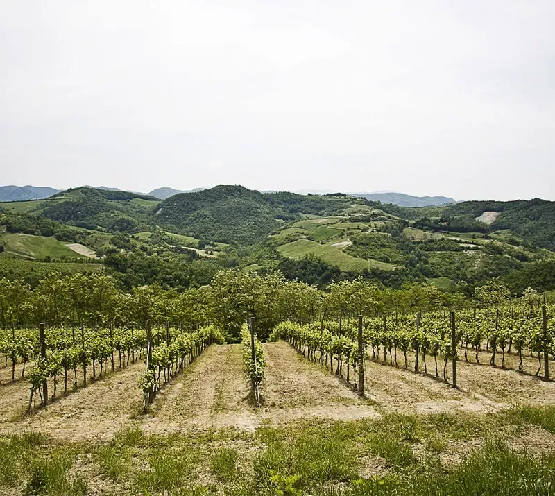 Entreplantation de Vignes