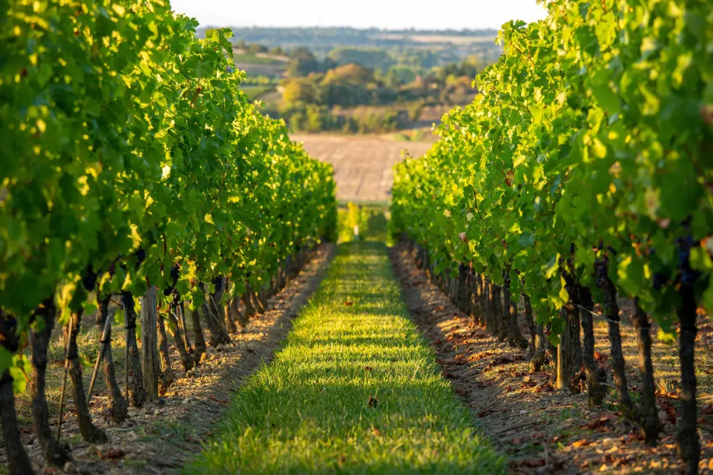 taille de vigne à Segonzac